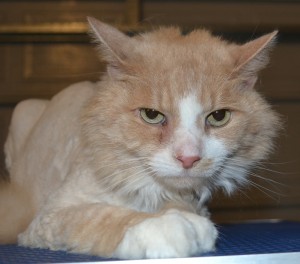 Oscar is a MaineCoon breed pampered by Kylies Cat Grooming Services also all size dogs