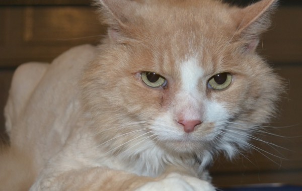 Oscar is a MaineCoon breed pampered by Kylies Cat Grooming Services also all size dogs