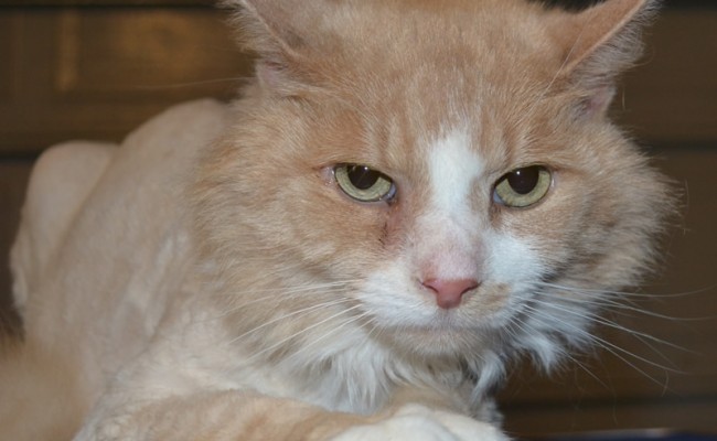 Oscar is a MaineCoon breed pampered by Kylies Cat Grooming Services  also all size dogs