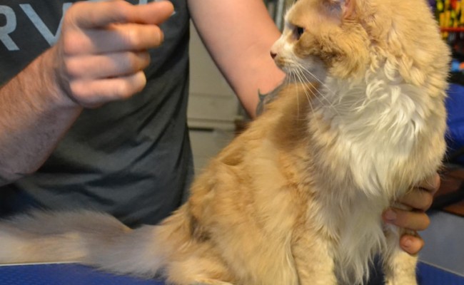 Oscar is a MaineCoon breed pampered by Kylies Cat Grooming Services also all size dogs