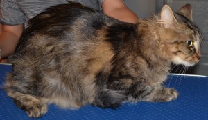 Before: Polly is a long haired moggy cat pampered by Kylies Cat Grooming Services and all size dogs!.