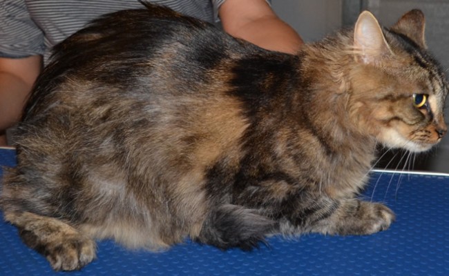 Before: Polly is a long haired moggy cat pampered by Kylies Cat Grooming Services and all size dogs!.