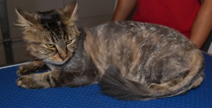 After: Polly is a long haired moggy cat pampered by Kylies Cat Grooming Services and all size dogs!.