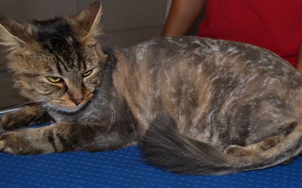 Polly is a long haired moggy cat pampered by Kylies Cat Grooming Services and all size dogs!.