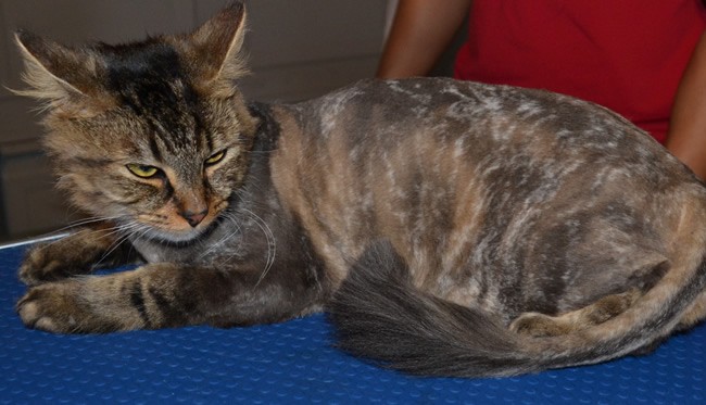 After: Polly is a long haired moggy cat pampered by Kylies Cat Grooming Services and all size dogs!.