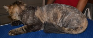 After: Polly is a long haired moggy cat pampered by Kylies Cat Grooming Services and all size dogs!.