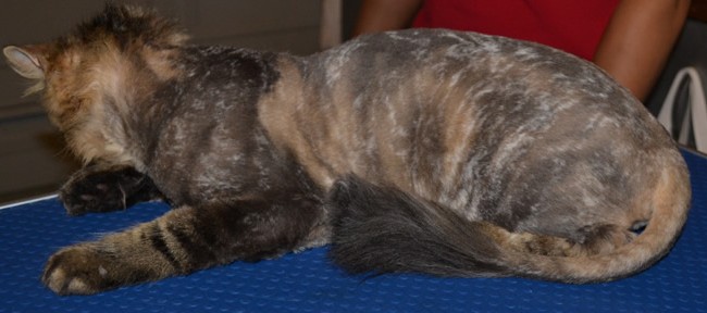 After: Polly is a long haired moggy cat pampered by Kylies Cat Grooming Services and all size dogs!.