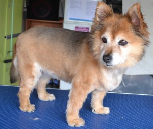 Rosie is a 14yr old (Pomaranian x) pampered by Kylies Cat Grooming Services also all size dogs!