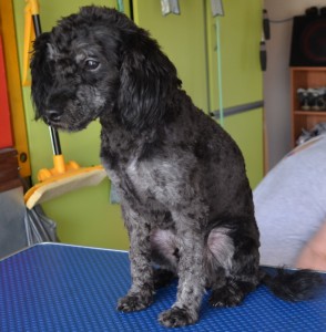 After: Valcro is a Poodle x Cocker Spaniel pampered by Kylies Cat Grooming Services and all size dogs!.