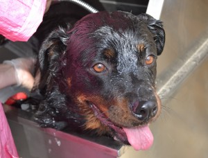 BATH TIME: Mynie is a Rottweiler that has been fur raked, bathed and blow dried. Nails clipped and ears cleaned. By Kylies Cat Grooming Services also all size dogs!