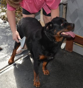 RAKE TIME: Mynie is a Rottweiler that has been fur raked, bathed and blow dried. Nails clipped and ears cleaned. By Kylies Cat Grooming Services also all size dogs!
