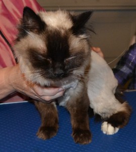 Arthur is a Ragdoll pampered by Kylies Cat Grooming Services also all size dogs!