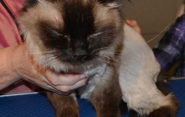 Arthur is a Ragdoll pampered by Kylies Cat Grooming Services also all size dogs!