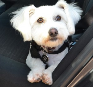 Buddy is a Maltese Terrier, Shih Tzu, Pomeranian x pampered by Kylies Cat Grooming Services also all size dogs!