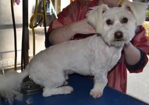 Buddy is a Maltese Terrier, Shih Tzu, Pomeranian x pampered by Kylies Cat Grooming Services also all size dogs!