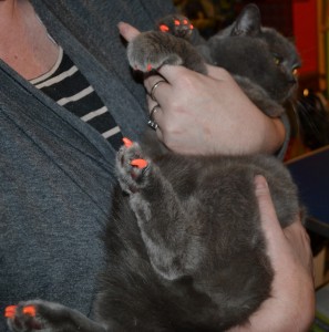 After - Cassie is a 15 year old british blue pampered by Kylies Cat Grooming Services also all size dogs!