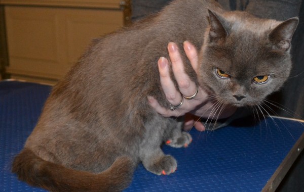 Cassie is a 15 year old british blue pampered by Kylies Cat Grooming Services also all size dogs!
