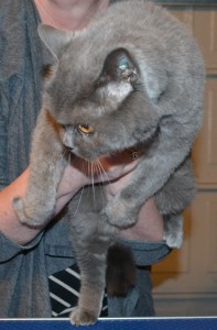 Before - Cassie is a 15 year old british blue pampered by Kylies Cat Grooming Services also all size dogs!