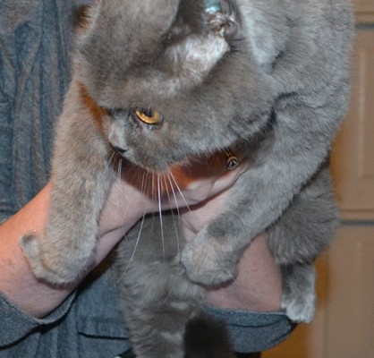 Before –  Cassie is a 15 year old british blue pampered by Kylies Cat Grooming Services also all size dogs!
