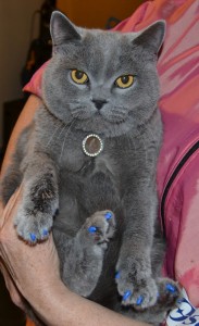After: Chesy is a British blue cat pampered by Kylies Cat Grooming Services also all size dogs!