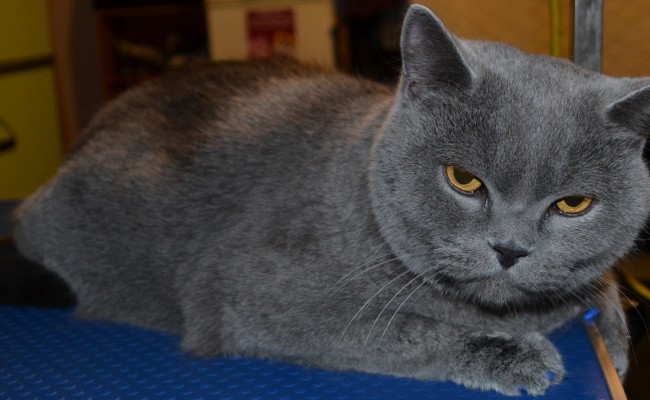 After: Chesy is a British blue cat pampered by Kylies Cat Grooming Services also all size dogs!