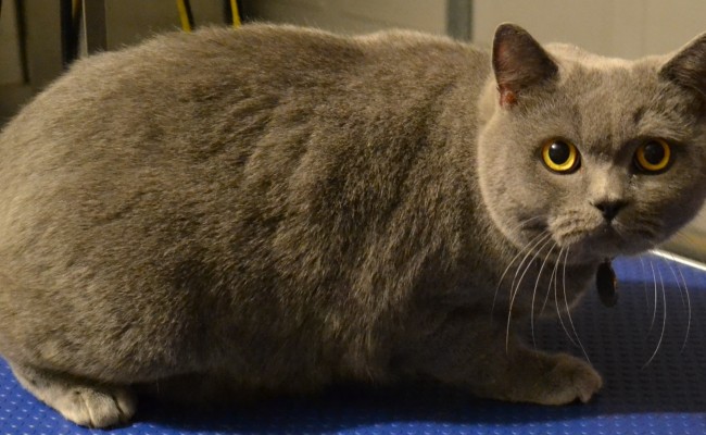 Before: Chesy is a British blue cat pampered by Kylies Cat Grooming Services also all size dogs!