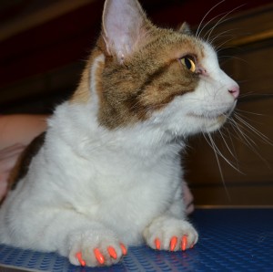 CoCo is a Domestic Tortoise shell that has been fur raked, washed and blow dryed, nails trimmed and wearing SoftPaw nails by Kylies Cat Grooming Services also all size dogs!