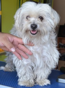 Cotton is a Maltese Terrier pampered by Kylies Cat Grooming Services also all size dogs!