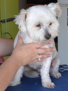 Cotton is a Maltese Terrier pampered by Kylies Cat Grooming Services also all size dogs!