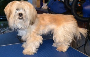 Doof is a Shih Tzu x Maltee Terrier pampered by Kylies Cat Grooming Services also all size dogs! how's that ribbon eh?