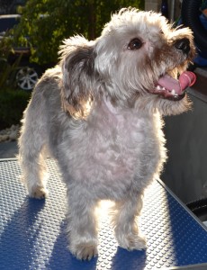 Flossy is a 10month Silky Terrier x Maltese Terrier pampered by Kylies Cat Grooming Services also all size dogs!
