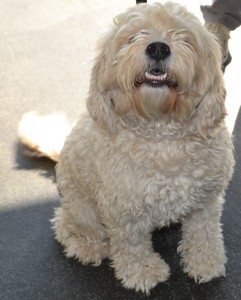 Kayla is a Cavoodle pampered by Kylies Cat Grooming Services also all size dogs!