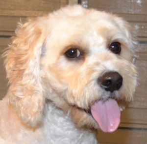 Kayla is a Cavoodle pampered by Kylies Cat Grooming Services also all size dogs!
