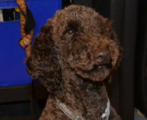 Leo is a poodle pampered by Kylies Cat Grooming Services also all size dogs!