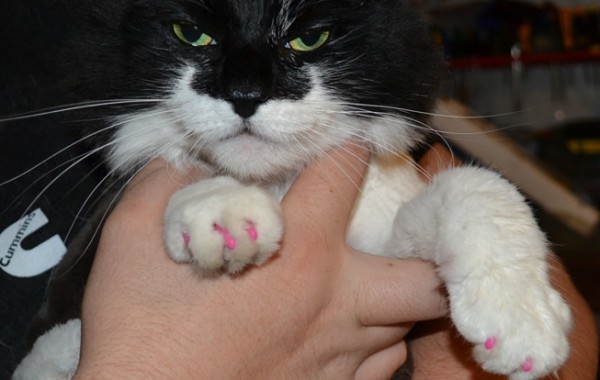 Lilly is a long haired domestic cat pampered by Kylies Cat Grooming Services also all size dogs!