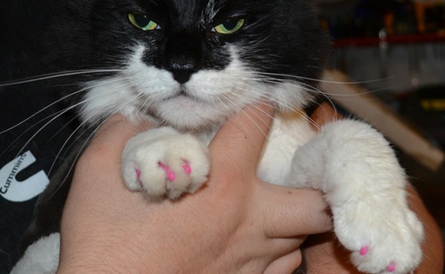 Lilly is a long haired domestic cat pampered by Kylies Cat Grooming Services also all size dogs!