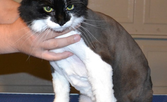 Lilly is a long haired domestic cat pampered by Kylies Cat Grooming Services also all size dogs!