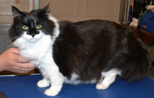 Lilly is a long haired domestic cat pampered by Kylies Cat Grooming Services also all size dogs!