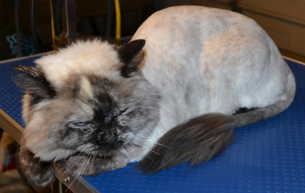 Lilly is a ragdoll cat pampered by Kylies Cat Grooming Services also all size dogs!