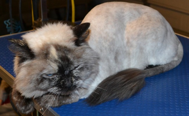 Lilly is a ragdoll cat pampered by Kylies Cat Grooming Services also all size dogs!
