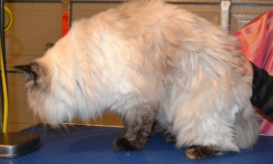 Lilly is a ragdoll cat pampered by Kylies Cat Grooming Services also all size dogs!