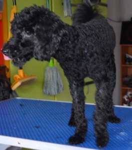 Lupi is a poodle pampered by Kylies Cat Grooming Services also all size dogs!