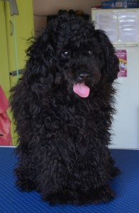 Lupi is a poodle pampered by Kylies Cat Grooming Services also all size dogs!