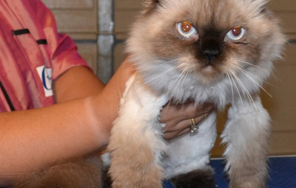 Mekha is a 1 year old Himalayan cat that has been pampered and is showcasing Kylies Cat Grooming also all size dogs SoftPaw Claws!, protect your furniture, protect your fur babies health. In stock now, safe, healthy and the ultimate in your fur baby fashion statement!