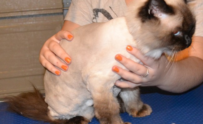 Minnie is a ragdoll pampered by Kylies Cat Grooming Services also all size dogs!