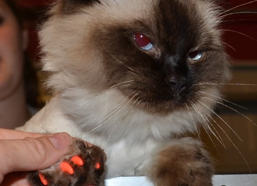 Minnie is a ragdoll pampered by Kylies Cat Grooming Services also all size dogs!