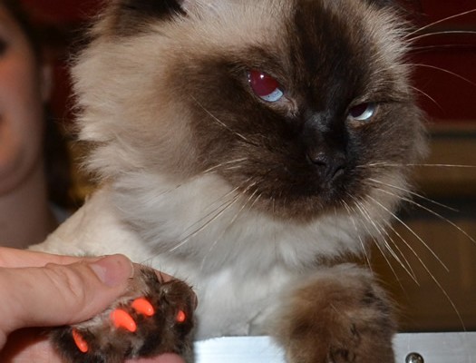 Minnie is a ragdoll pampered by Kylies Cat Grooming Services also all size dogs!