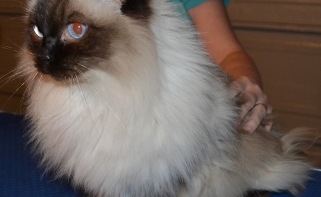Minnie is a ragdoll pampered by Kylies Cat Grooming Services also all size dogs!
