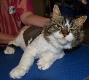 Missy is a long hair moggy pampered by Kylies Cat Grooming Services also all size dogs!