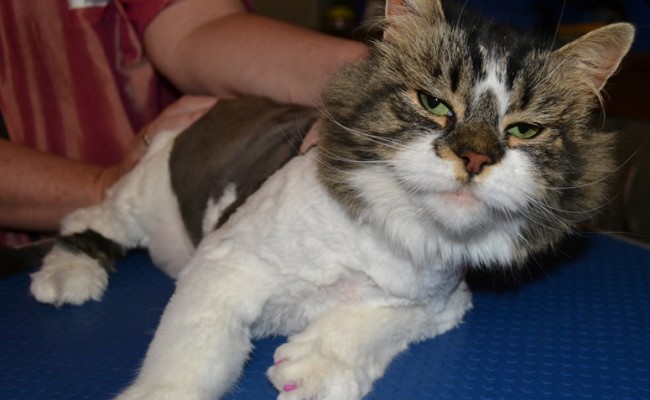 Missy is a long hair moggy pampered by Kylies Cat Grooming Services also all size dogs!